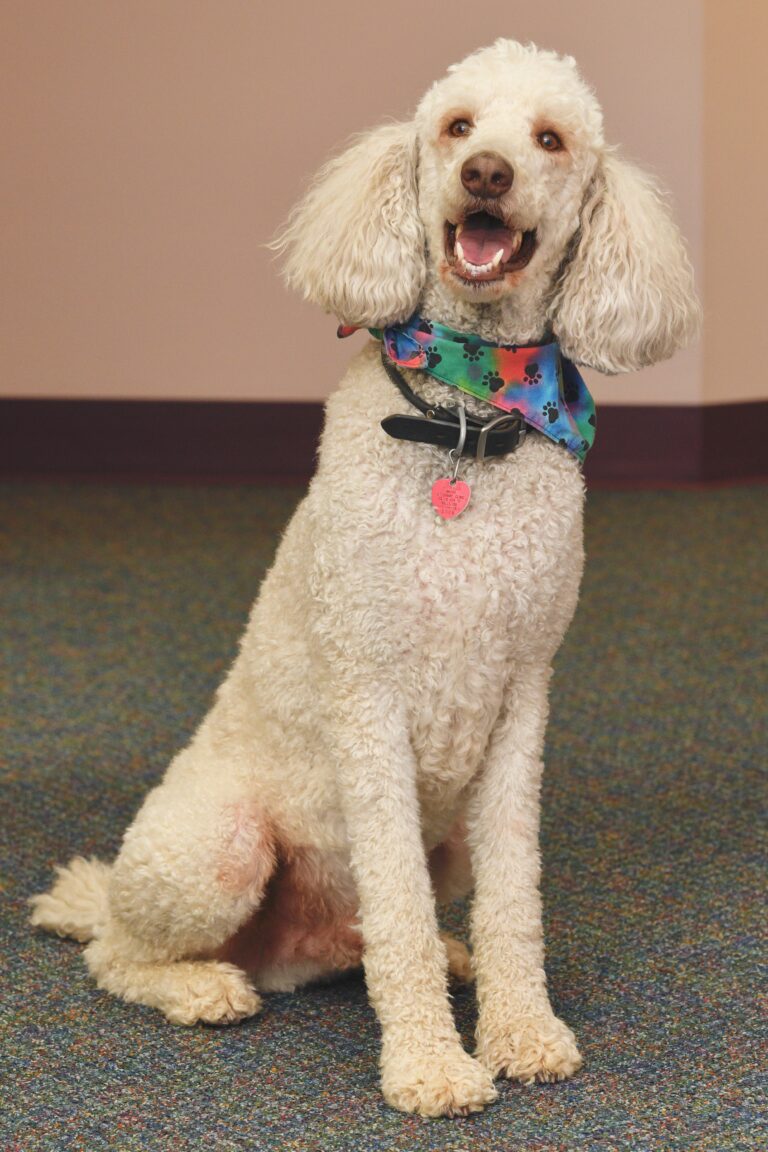 Romeo the office support dog